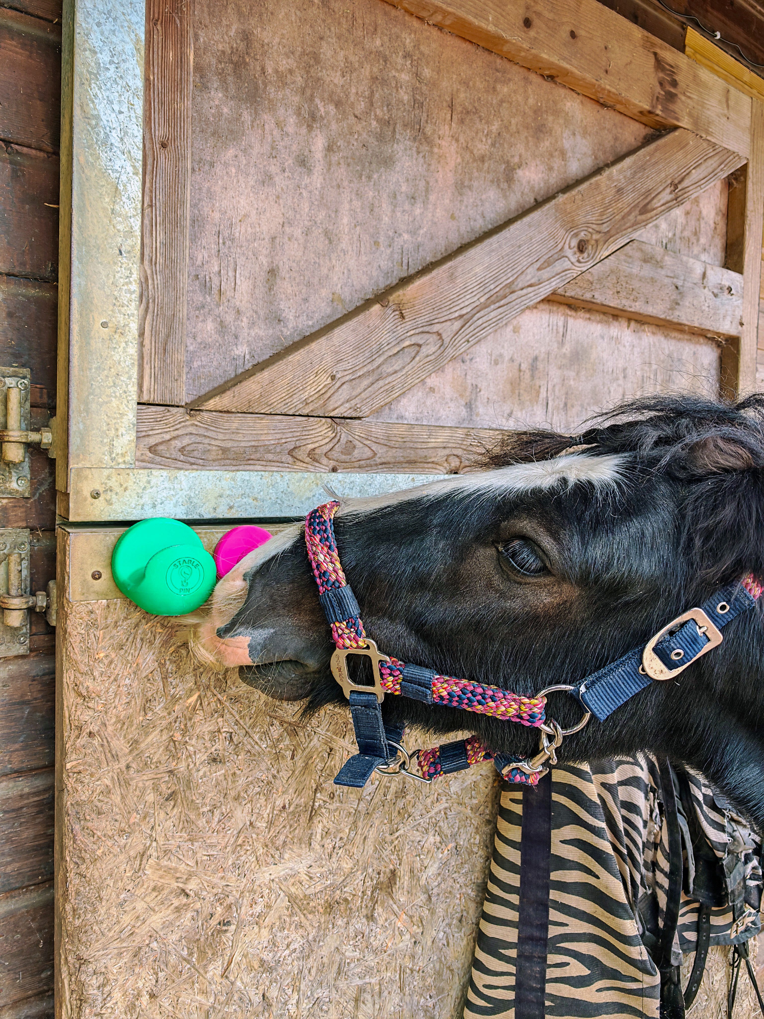 Pony reaching toward StablePin green and pink magnetic hooks mounted on a stable door