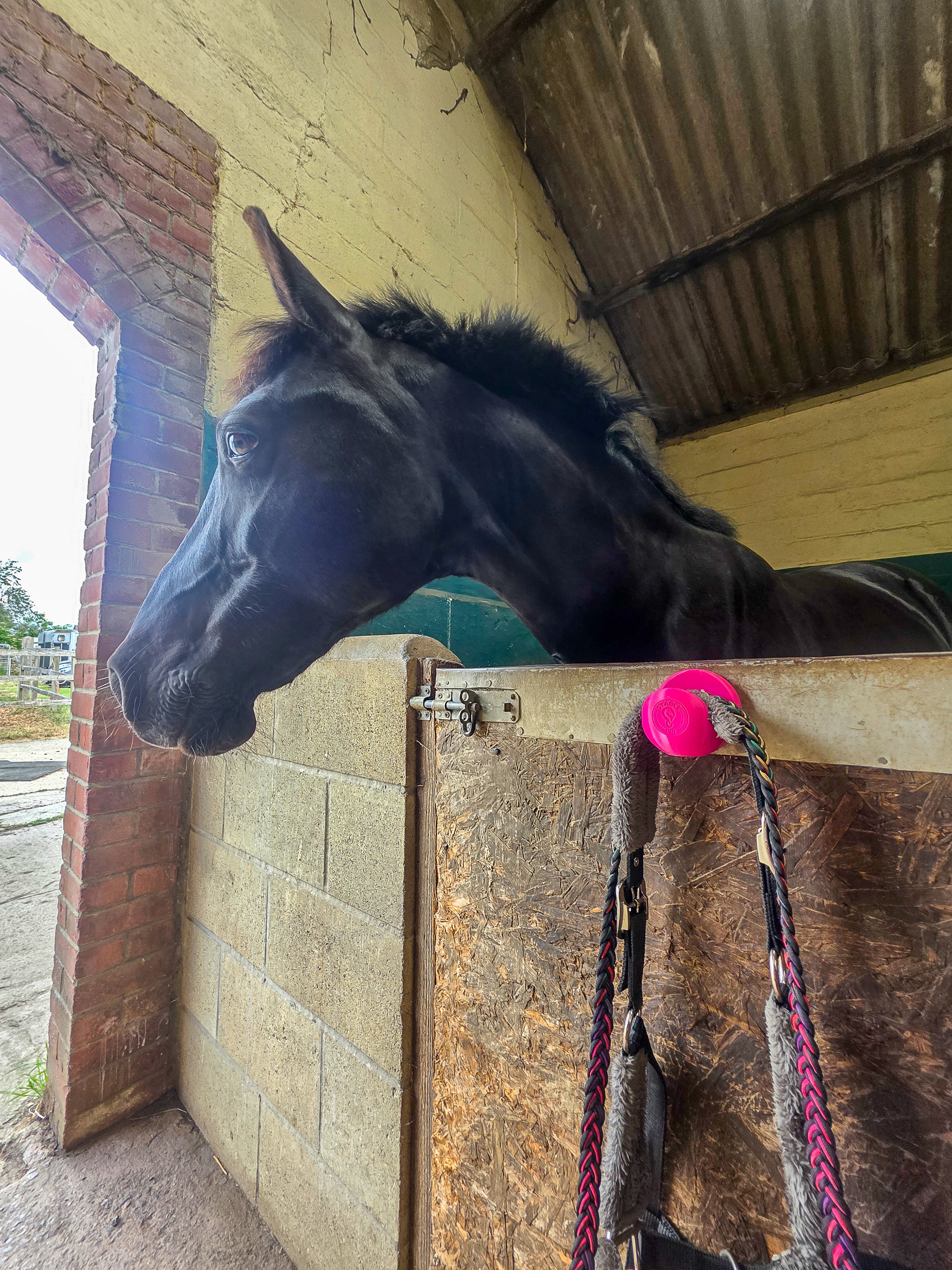 Black horse looking over a stable door beside a StablePin Plus pink magnetic hook holding a bridle