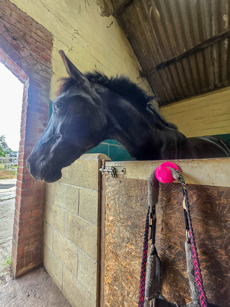 Black horse looking over a stable door beside a StablePin Plus pink magnetic hook holding a bridle